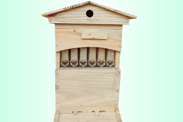 Automatic Flowhive Apis Cerana Indica Bee’s